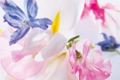 Dior Miss Vrouwen 50 Ml 16 Dior Miss Vrouwen 50 Ml -Parfum Winkel 1200x800 4